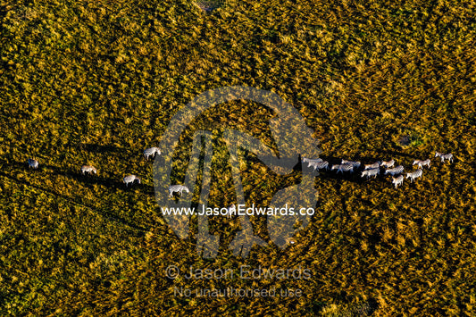 An aerial view of a herd of Grant's Zebra approaching another herd on the savannah plain. Maasai Mara National Reserve, Masai Mara, Narok County, Kenya.