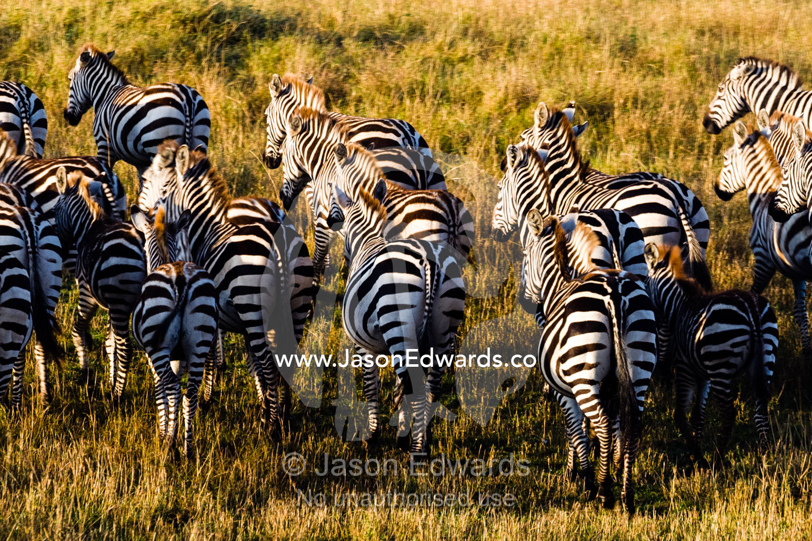 A herd of Grant's Zebra stampeding across the short grass savannah plain. Maasai Mara National Reserve, Masai Mara, Narok County, Kenya.