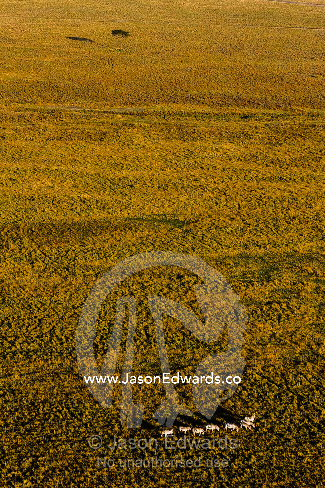An aerial view of a herd of Grant's Zebra migrating and grazing on the vast short grass savannah plain at dawn. Maasai Mara National Reserve, Masai Mara, Narok County, Kenya.