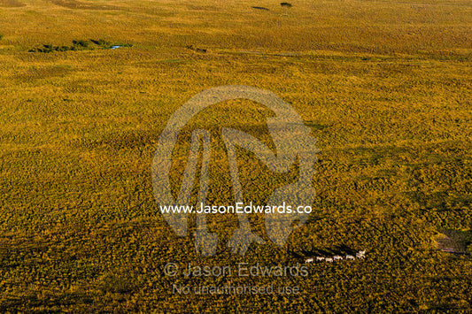 An aerial view of a herd of Grant's Zebra migrating and grazing on the vast short grass savannah plain at dawn. Maasai Mara National Reserve, Masai Mara, Narok County, Kenya.