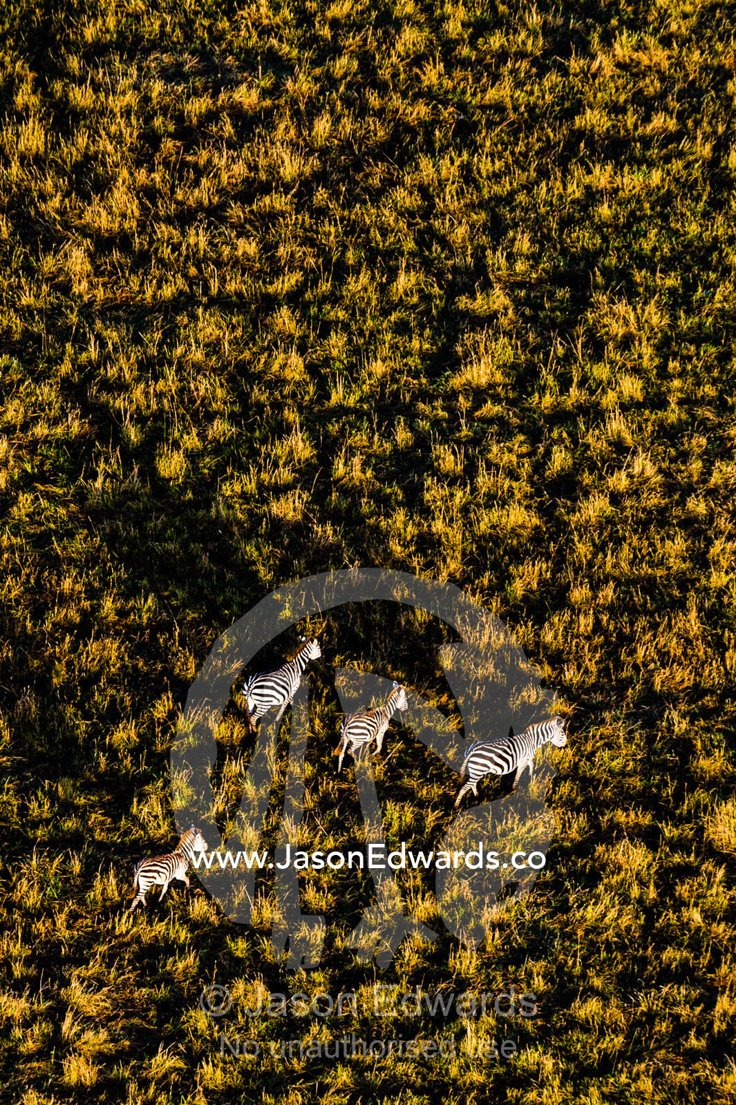 An aerial view of a herd of Grant's Zebra migrating and grazing on the vast short grass savannah plain at dawn. Maasai Mara National Reserve, Masai Mara, Narok County, Kenya.