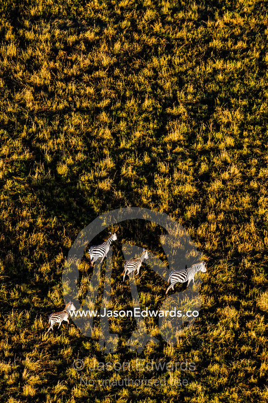 An aerial view of a herd of Grant's Zebra migrating and grazing on the vast short grass savannah plain at dawn. Maasai Mara National Reserve, Masai Mara, Narok County, Kenya.
