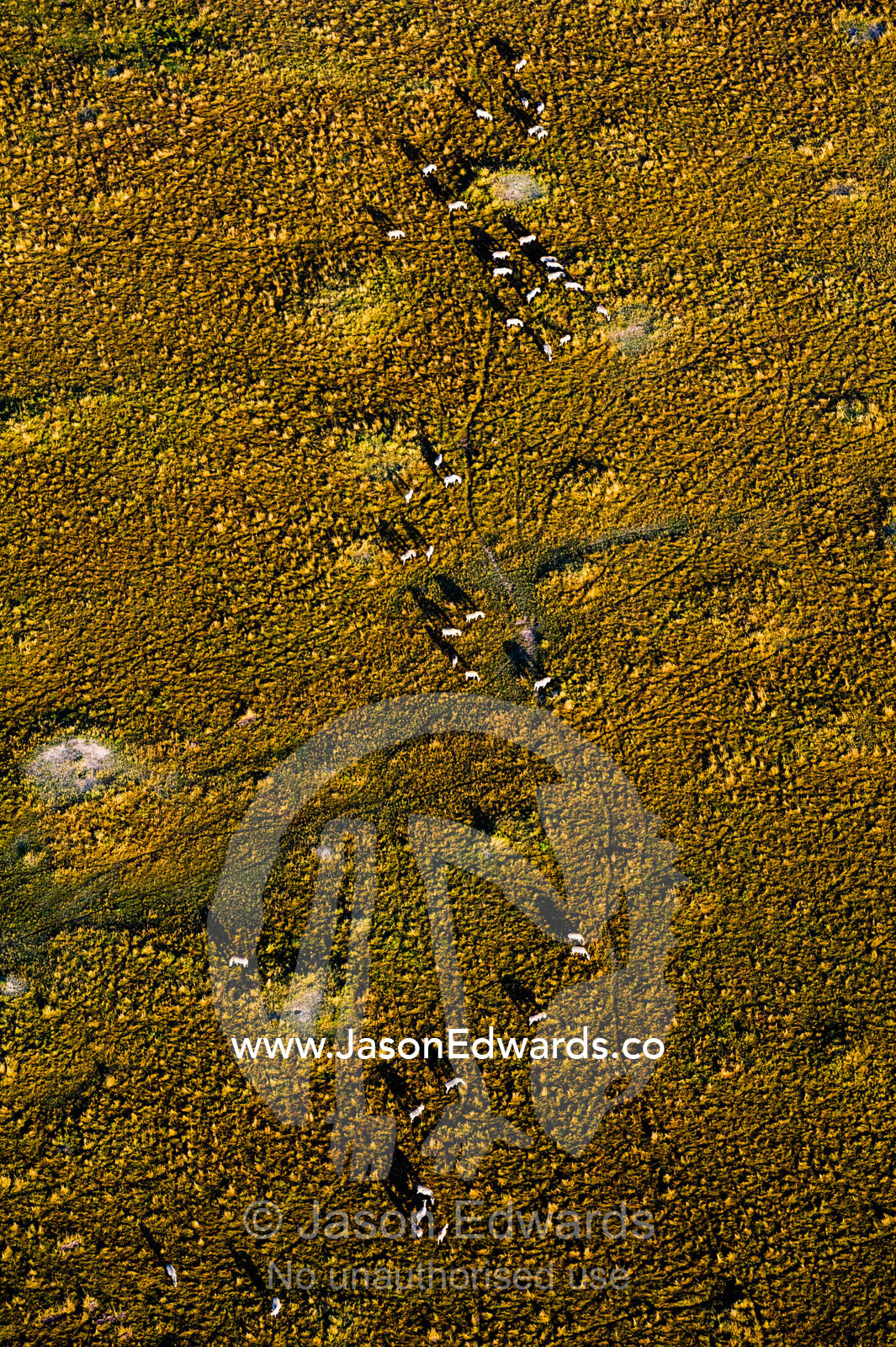 An aerial view of a herd of Grant's Zebra migrating and grazing in a snaking line on the vast short grass savannah plain at dawn. Maasai Mara National Reserve, Masai Mara, Narok County, Kenya.