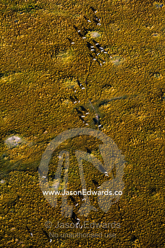 An aerial view of a herd of Grant's Zebra migrating and grazing in a snaking line on the vast short grass savannah plain at dawn. Maasai Mara National Reserve, Masai Mara, Narok County, Kenya.