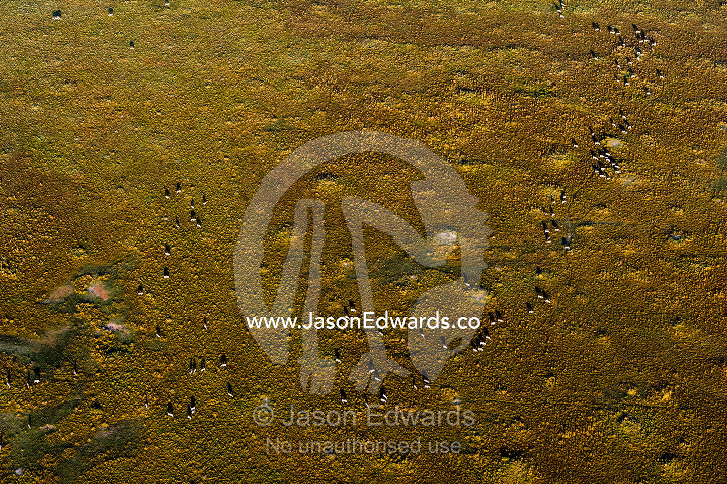 An aerial view of a herd of Grant's Zebra migrating and grazing in a snaking line on the vast short grass savannah plain at dawn. Maasai Mara National Reserve, Masai Mara, Narok County, Kenya.