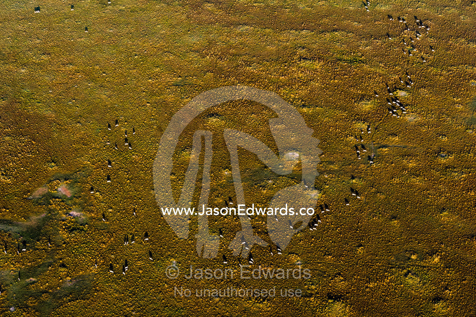 An aerial view of a herd of Grant's Zebra migrating and grazing in a snaking line on the vast short grass savannah plain at dawn. Maasai Mara National Reserve, Masai Mara, Narok County, Kenya.