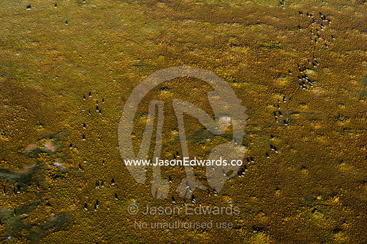 An aerial view of a herd of Grant's Zebra migrating and grazing in a snaking line on the vast short grass savannah plain at dawn. Maasai Mara National Reserve, Masai Mara, Narok County, Kenya.