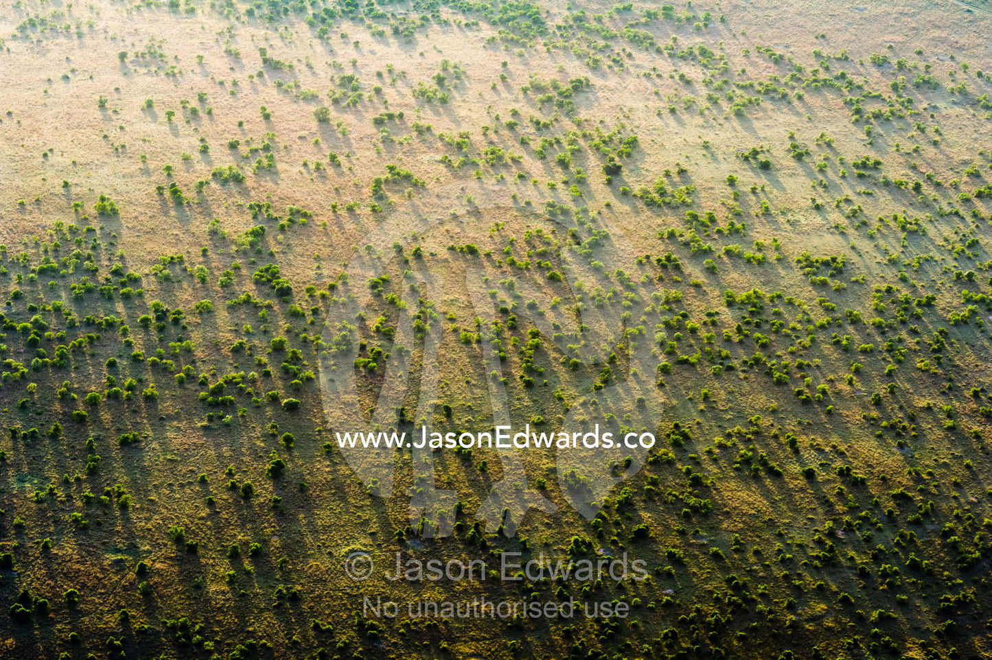 An aerial view of an open acacia woodland dotting the vast short grass savannah plain at dawn. Maasai Mara National Reserve, Masai Mara, Narok County, Kenya.
