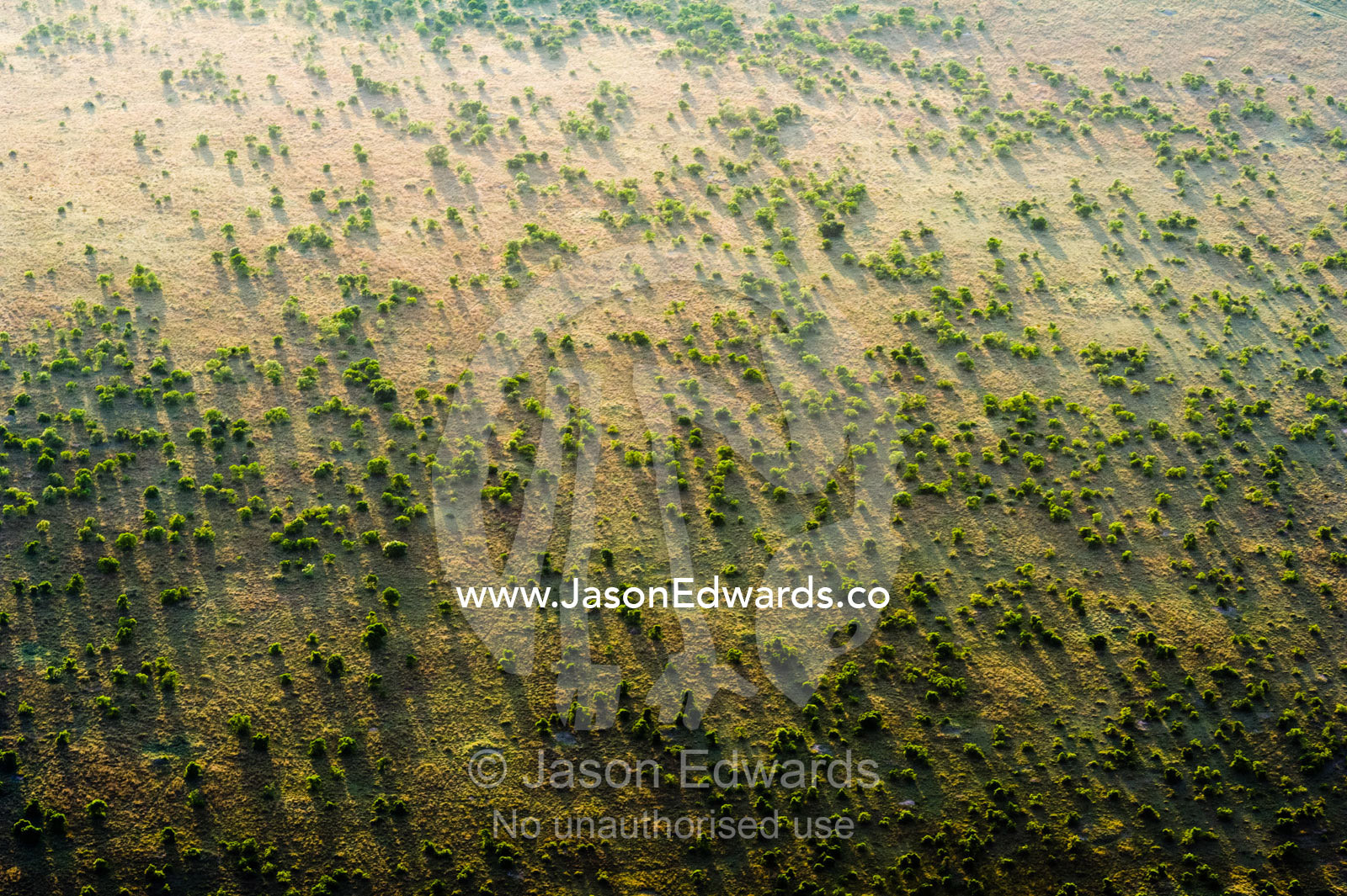 An aerial view of an open acacia woodland dotting the vast short grass savannah plain at dawn. Maasai Mara National Reserve, Masai Mara, Narok County, Kenya.