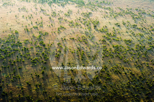 An aerial view of an open acacia woodland dotting the vast short grass savannah plain at dawn. Maasai Mara National Reserve, Masai Mara, Narok County, Kenya.