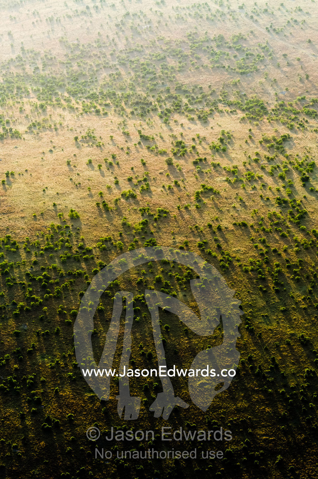 An aerial view of an open acacia woodland dotting the vast short grass savannah plain at dawn. Maasai Mara National Reserve, Masai Mara, Narok County, Kenya.
