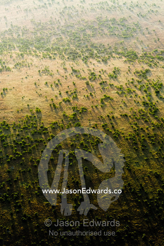 An aerial view of an open acacia woodland dotting the vast short grass savannah plain at dawn. Maasai Mara National Reserve, Masai Mara, Narok County, Kenya.