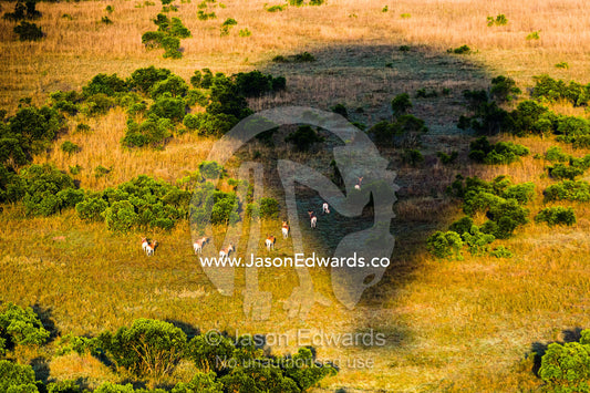 A hot air balloon casts a long shadow over Impala grazing on the short grass plains of the African savannah. Maasai Mara National Reserve, Masai Mara, Narok County, Kenya.