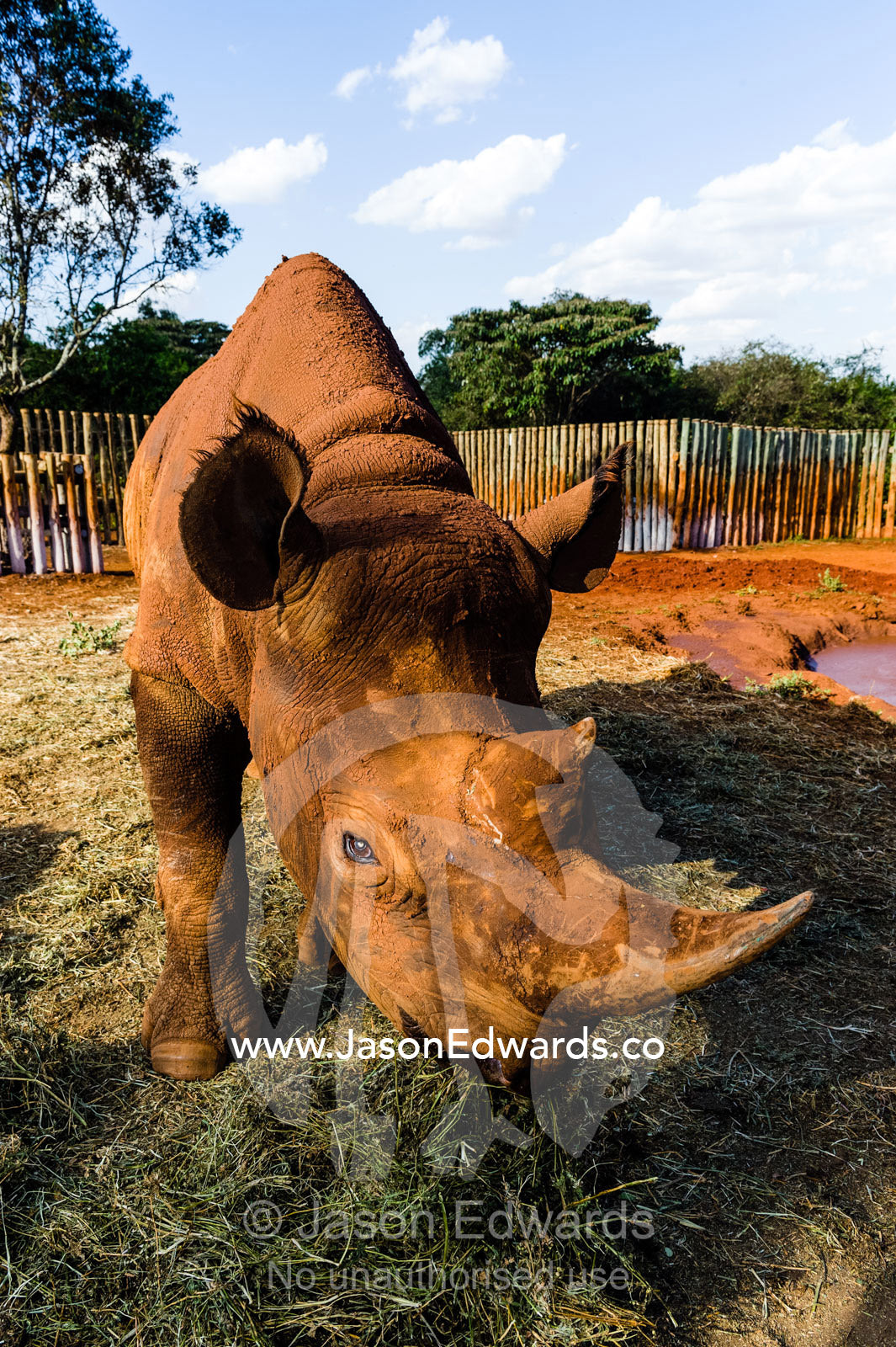 A blind and orphaned Black Rhinoceros feeding on hay in a wildlife rescue centre. David Sheldrick Wildlife Trust, Nairobi, Kenya.
