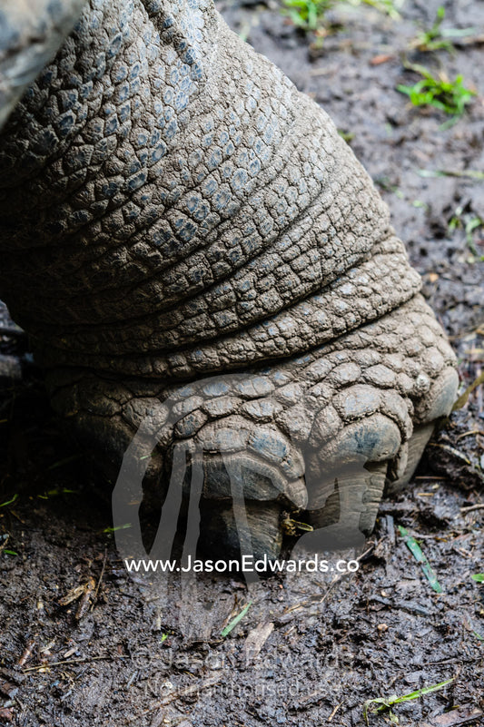 The leathery leg scales and toenails on the foot of an ancient Aldabra Giant Tortoise. Melbourne Zoo, Parkville, Melbourne, Victoria, Australia.