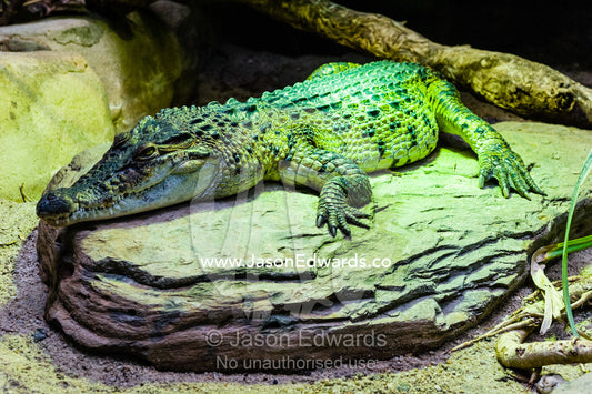 A Critically Endangered Philippine Crocodile basking under a heat lampto stay warm in a zoo exhibit. Melbourne Zoo, Parkville, Melbourne, Victoria, Australia.
