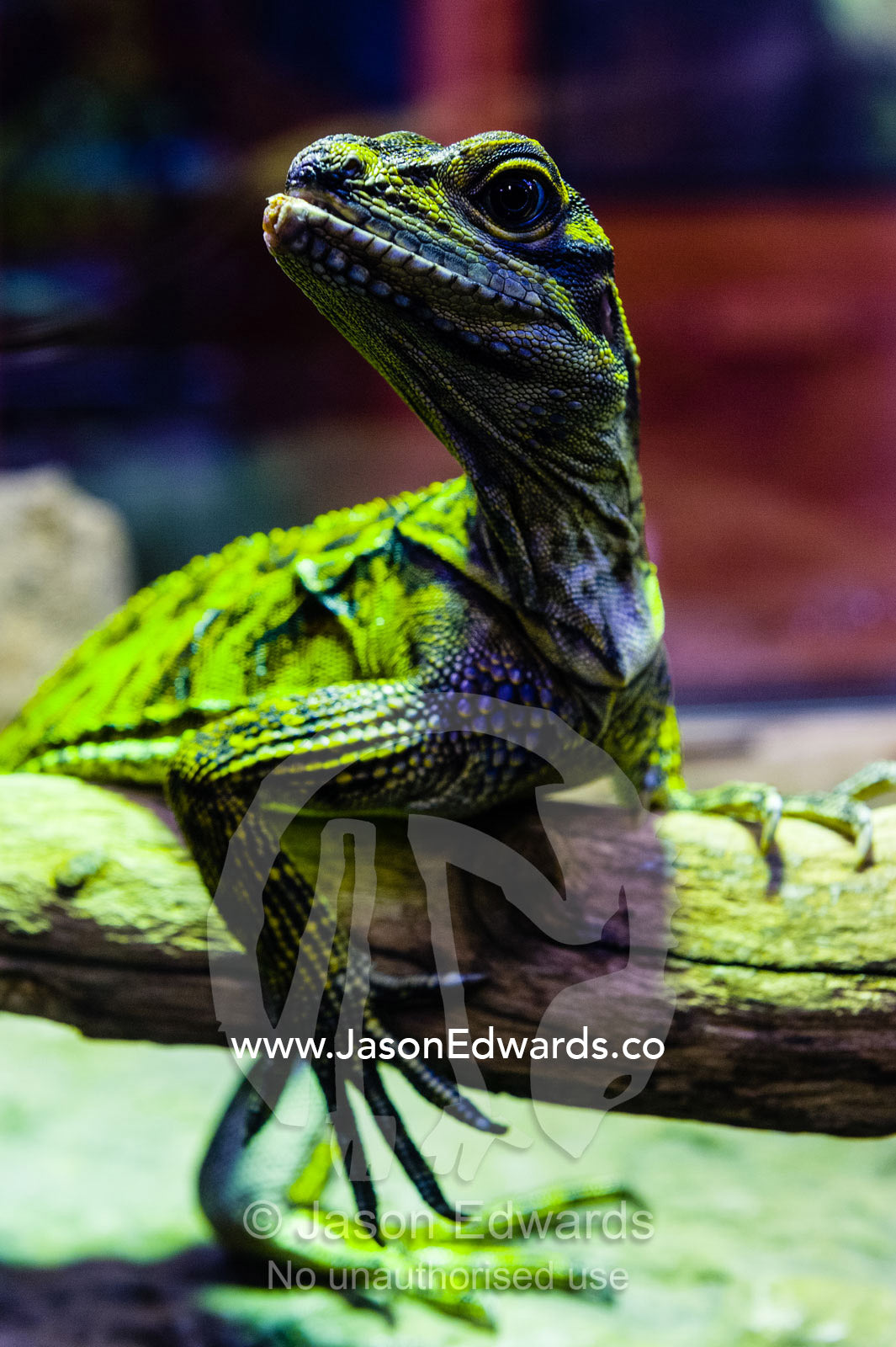 A Philippine Sailfin Lizard basking on a tree branch beneath a heat lamp to stay warm in a zoo exhibit. Melbourne Zoo, Parkville, Melbourne, Victoria, Australia.