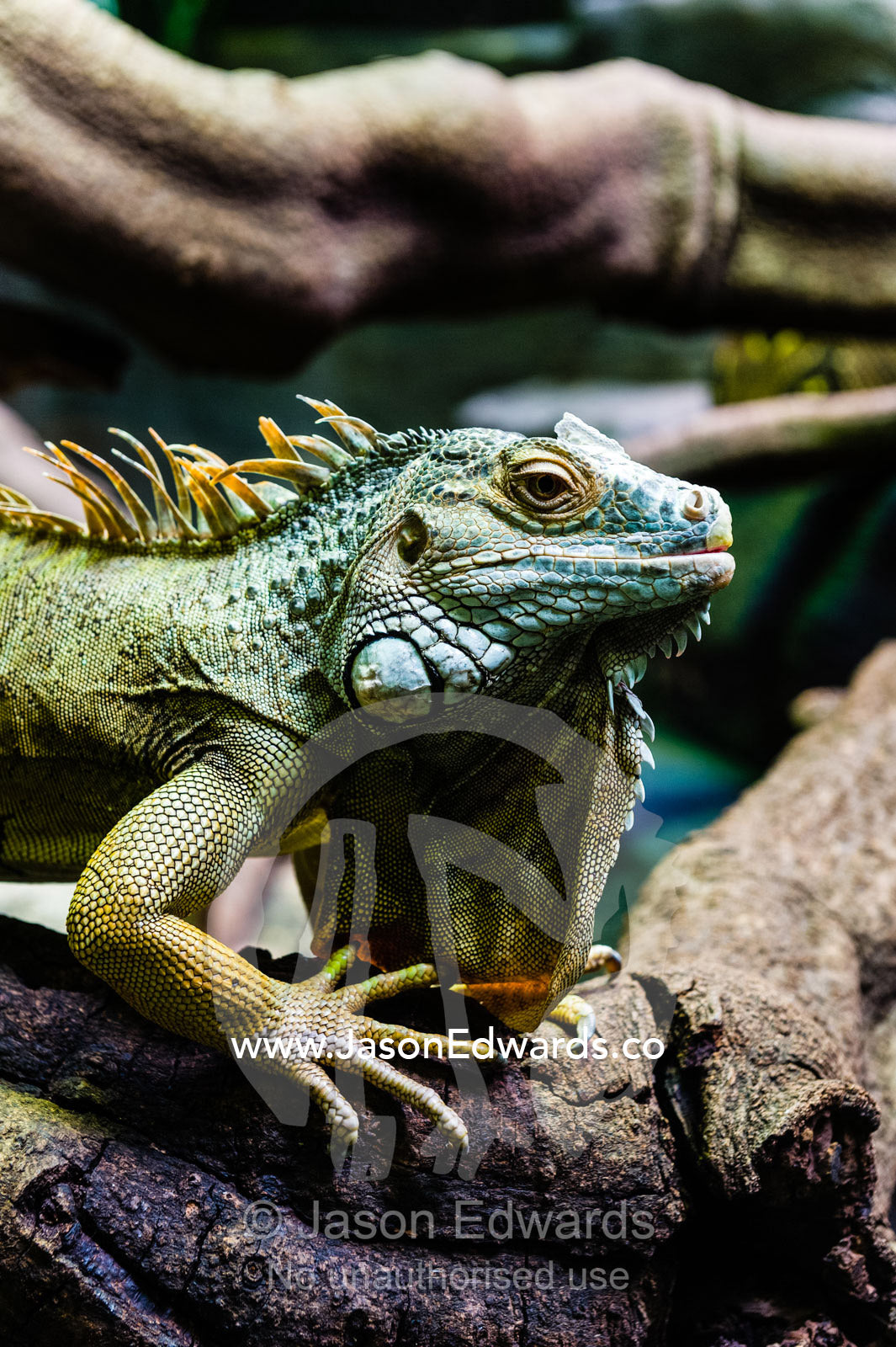 A Green Iguana basking on a tree branch beneath a heat lamp to stay warm in a zoo exhibit. Melbourne Zoo, Parkville, Melbourne, Victoria, Australia.