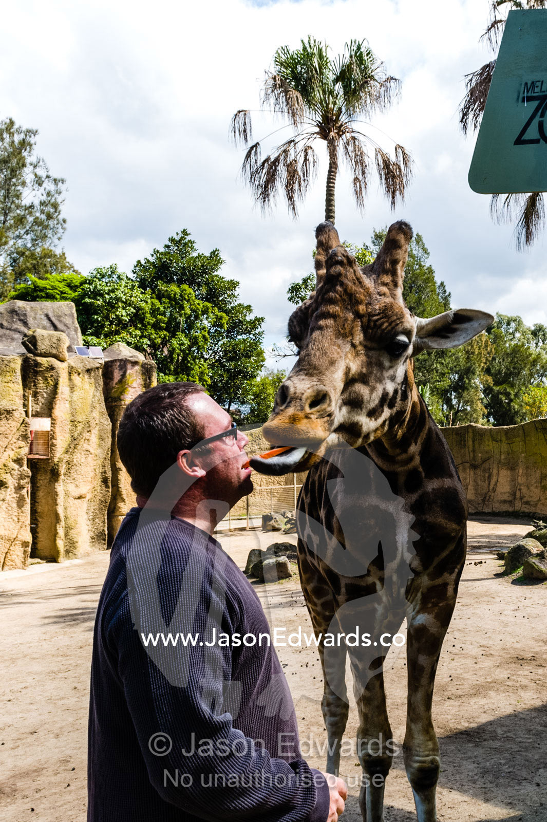 A Giraffe uses it's long tongue to take a carrot from the mouth of a tourist at a zoo. Melbourne Zoo, Parkville, Melbourne, Victoria, Australia.