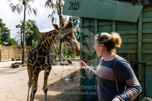 A Giraffe uses it's long tongue to take a carrot from the hand of a tourist at a zoo. Melbourne , Parkville , Victoria , Australia