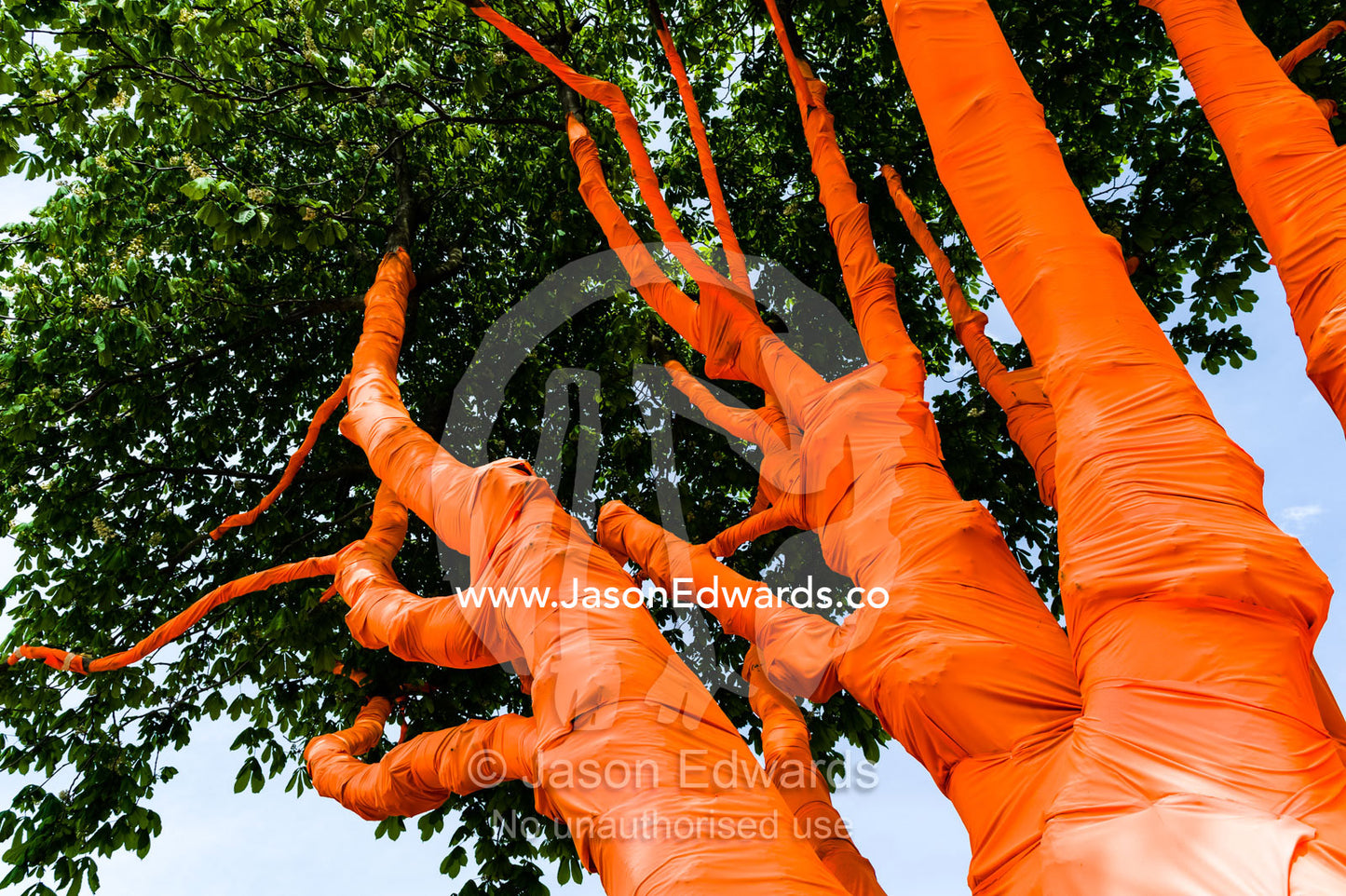The branching trunks of a tree decorated in orange tissue paper. Christchurch, South Island, New Zealand.