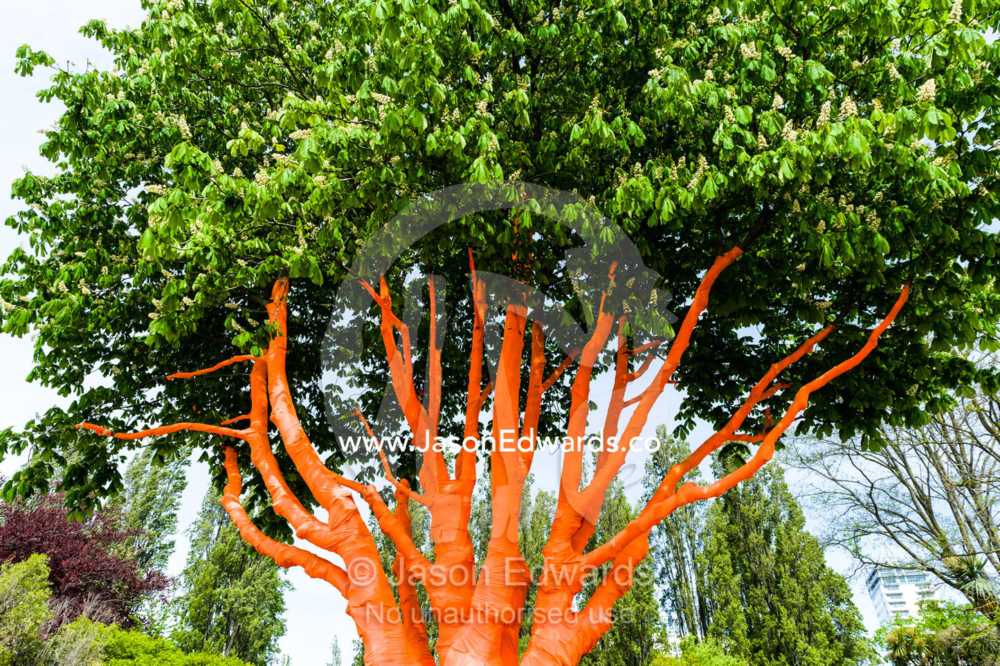 The branching trunks of a tree decorated in orange tissue paper Christchurch, South Island, New Zealand