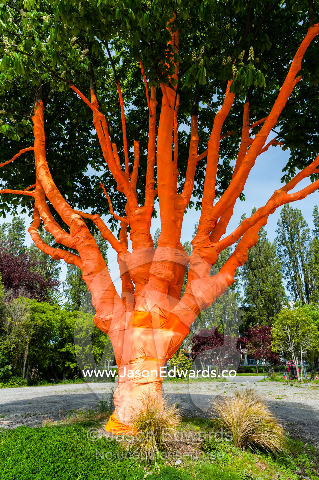 The branching trunks of a tree decorated in orange tissue paper Christchurch, South Island, New Zealand