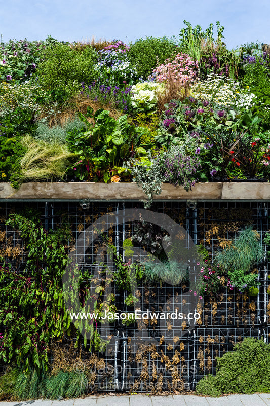 Lush and colourful vertical gardens filled with flowers and vegetables in a city square after an earthquake. Christchurch, South Island, New Zealand.