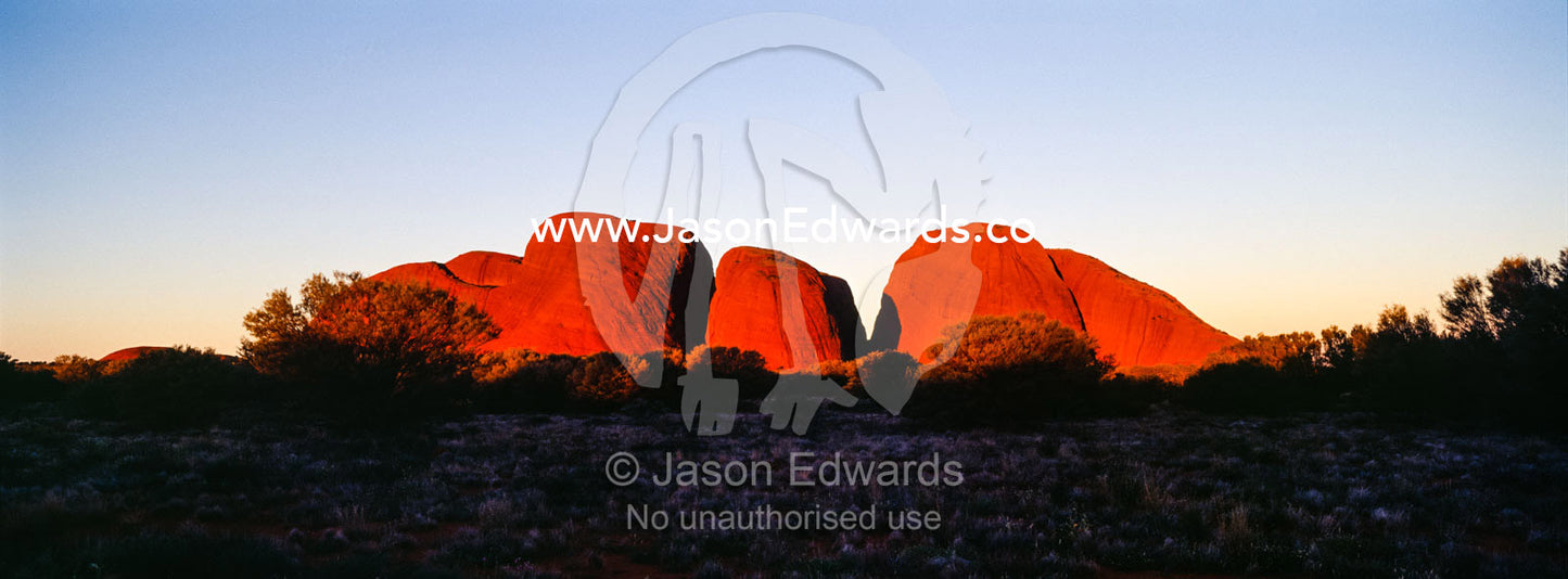On the desert plain a row of ochre sandstone domes blazing red at sunset. Uluru Kata Tjuta National Park, Northern Territory, Australia.