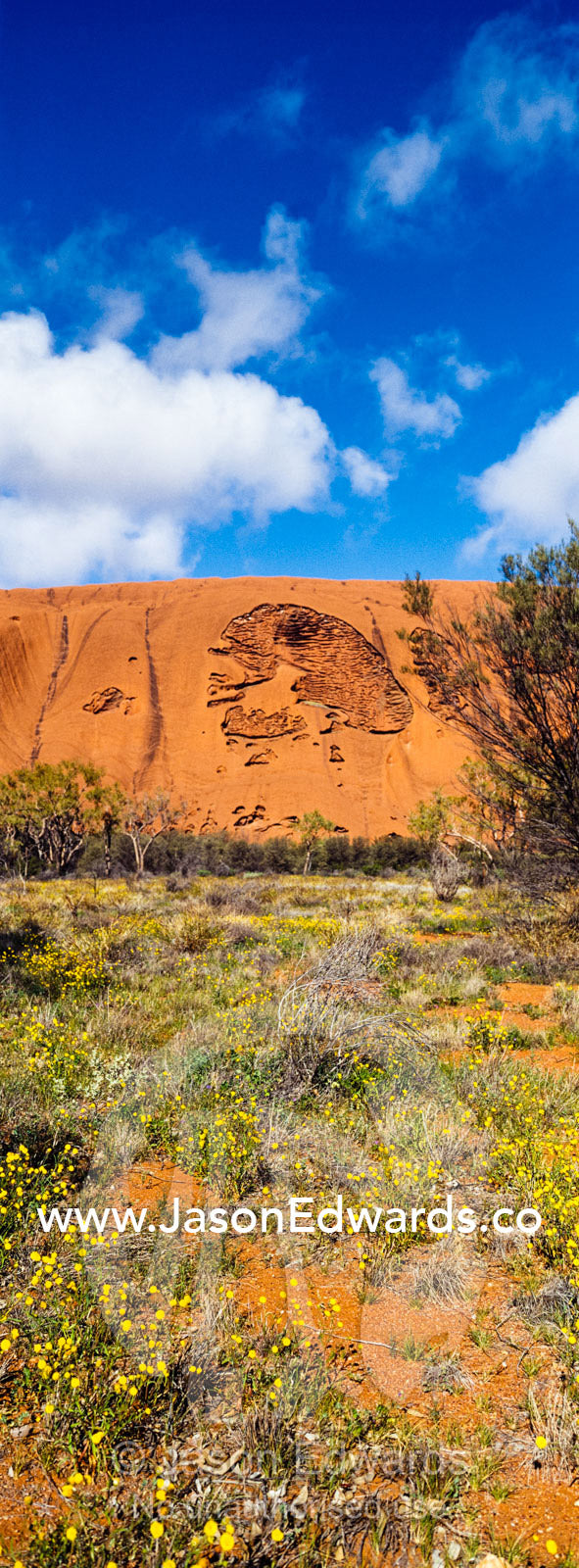 Erosion pockets the wall of Uluru creating tiny caves and patterns in the sandstone. Uluru Kata Tjuta National Park, Northern Territory, Australia.