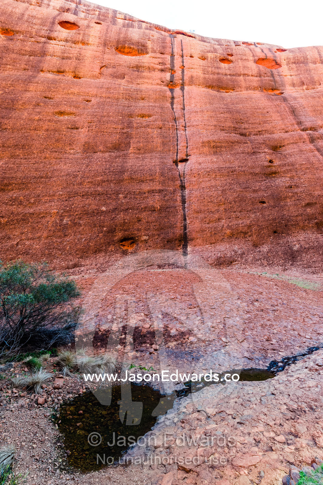 Small pools of freshwater in sandstone gorges in the desert, an oasis for wildlife and plants. Uluru Kata Tjuta National Park, Northern Territory, Australia.