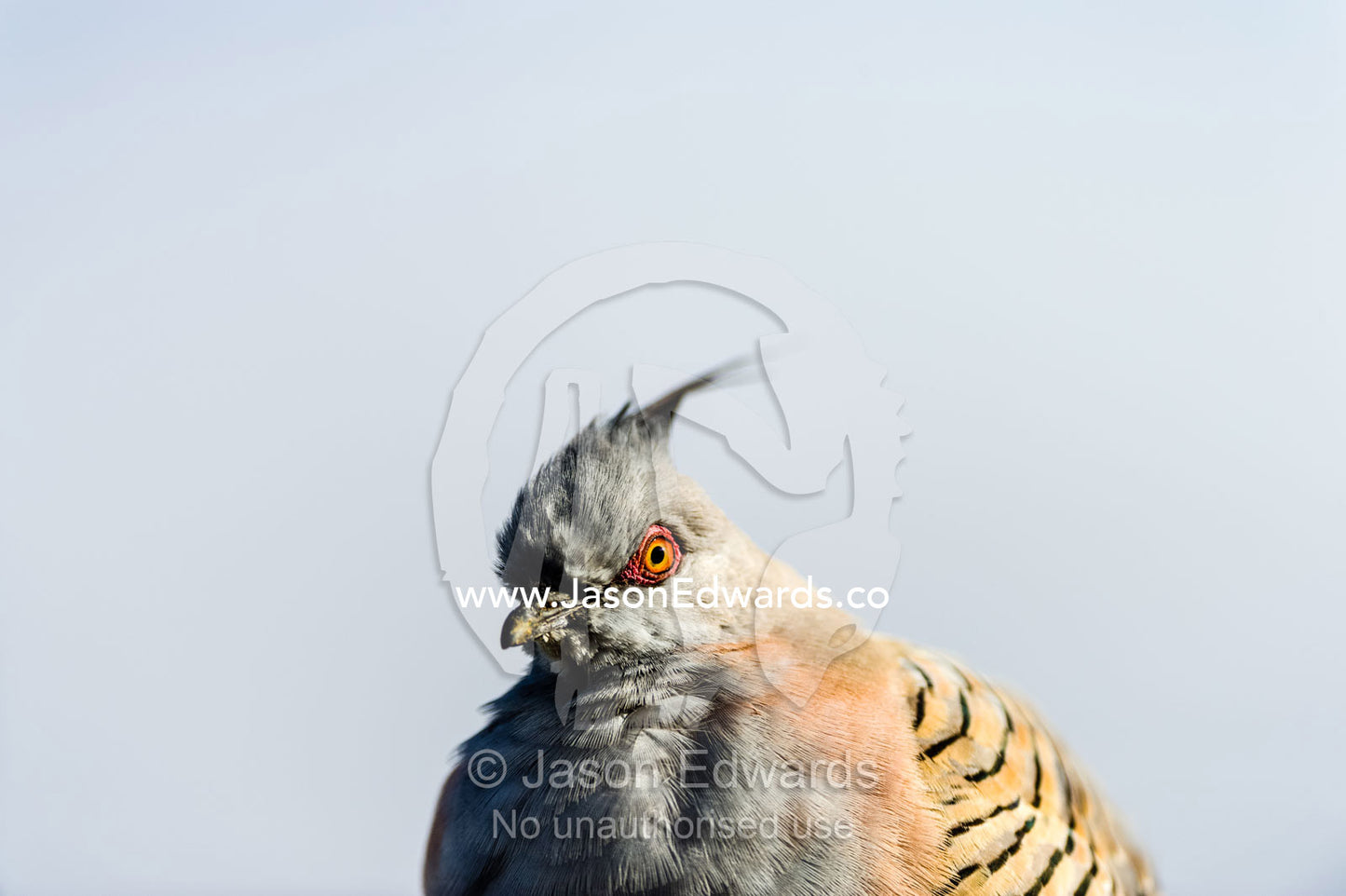 A Crested Pigeon, Ocyphaps lophotes, fluffs its feathers to stay warm on a cold desert morning. Uluru Kata Tjuta National Park, Northern Territory, Australia.