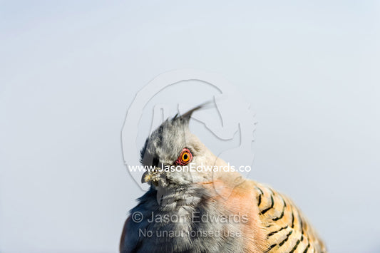 A Crested Pigeon, Ocyphaps lophotes, fluffs its feathers to stay warm on a cold desert morning. Uluru Kata Tjuta National Park, Northern Territory, Australia.