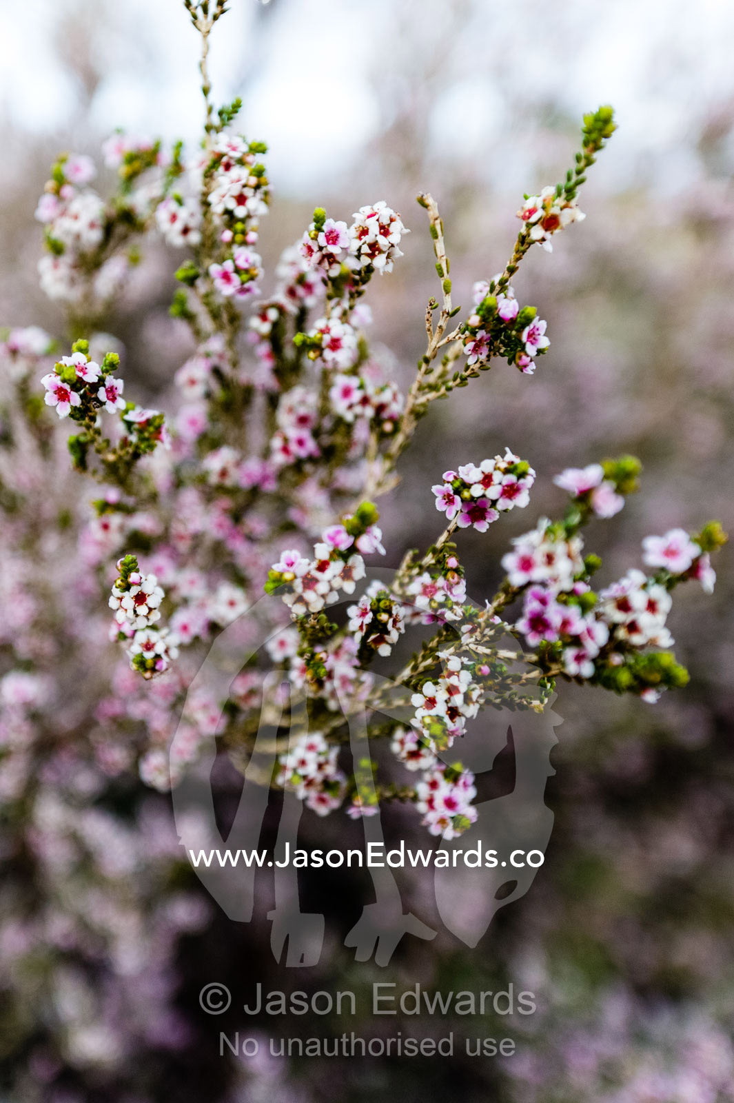 A bloom of Desert Heath-myrtle flowers after winter rains saturate and nurture the desert. Uluru Kata Tjuta National Park, Northern Territory, Australia.