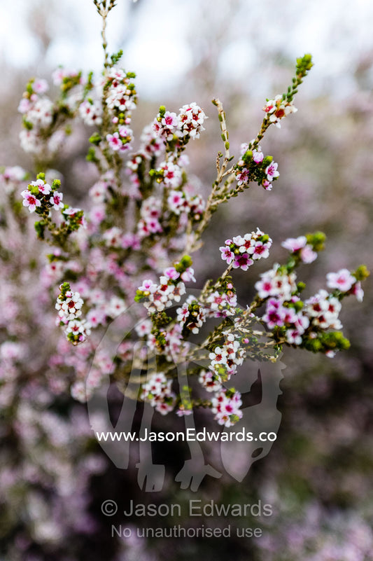 A bloom of Desert Heath-myrtle flowers after winter rains saturate and nurture the desert. Uluru Kata Tjuta National Park, Northern Territory, Australia.