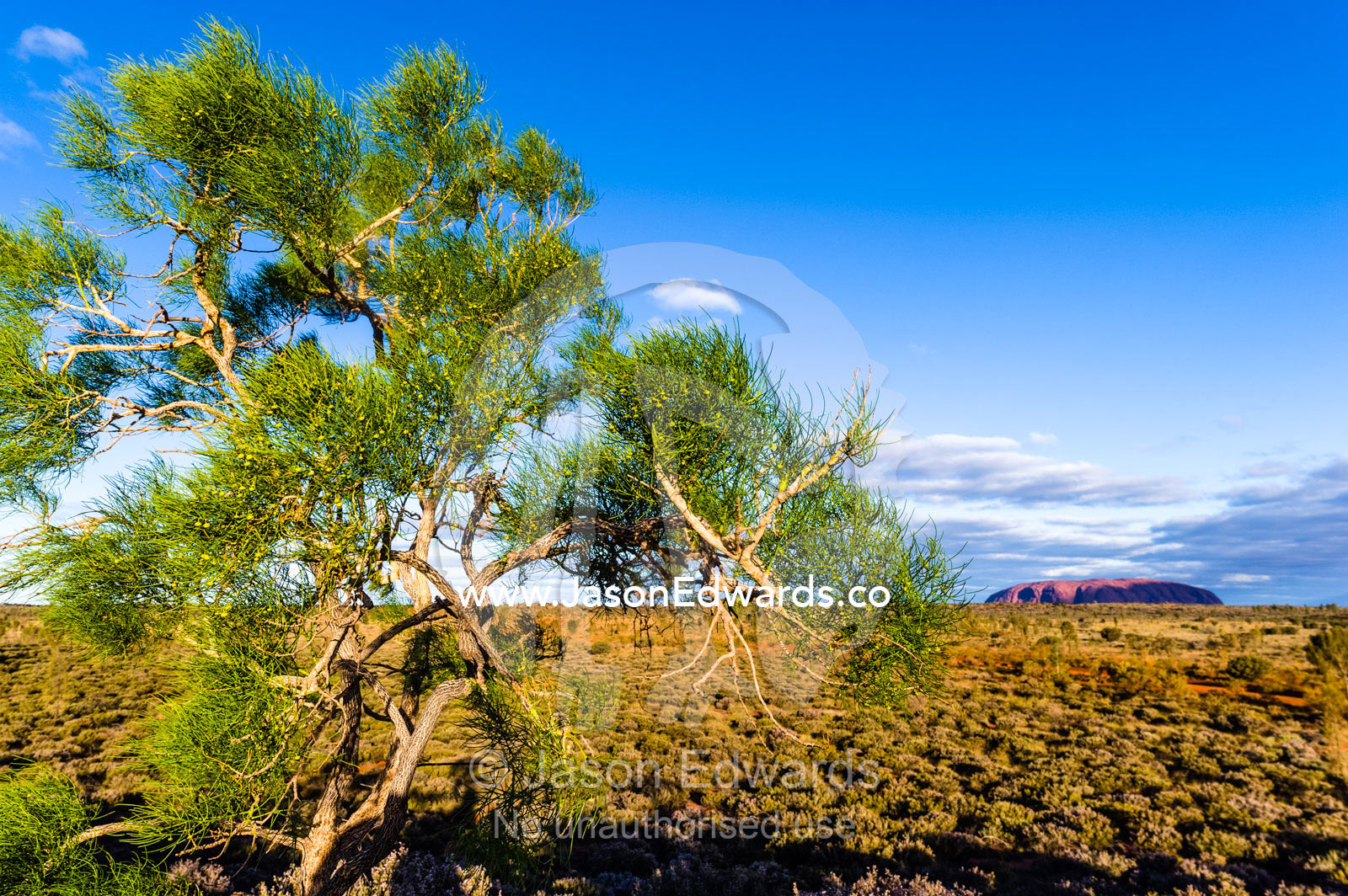 A Corkybark Tree on a large sand dune overlooks the vast desert plain and the dome of Uluru. Uluru Kata Tjuta National Park, Northern Territory, Australia.