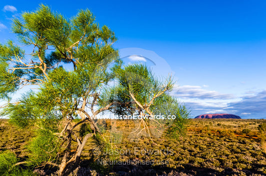A Corkybark Tree on a large sand dune overlooks the vast desert plain and the dome of Uluru. Uluru Kata Tjuta National Park, Northern Territory, Australia.