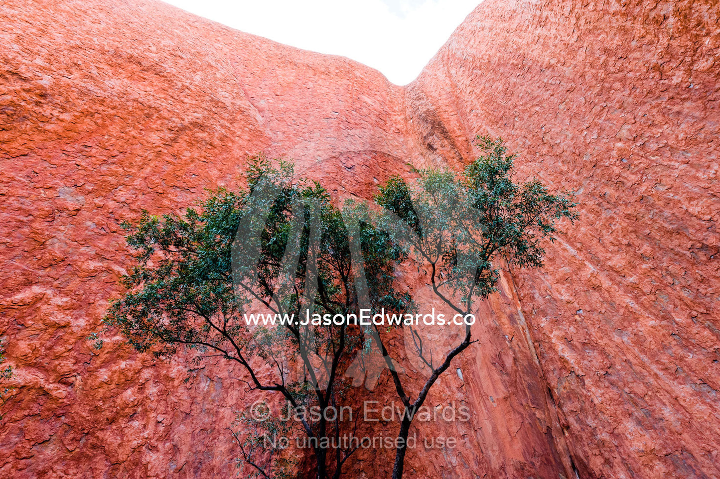 A Desert Bloodwood tree, Crymbia Terminalis, dwarfed by the immense sandstone wall of Uluru. Kantju Gorge, Uluru Kata Tjuta National Park, Northern Territory, Australia.