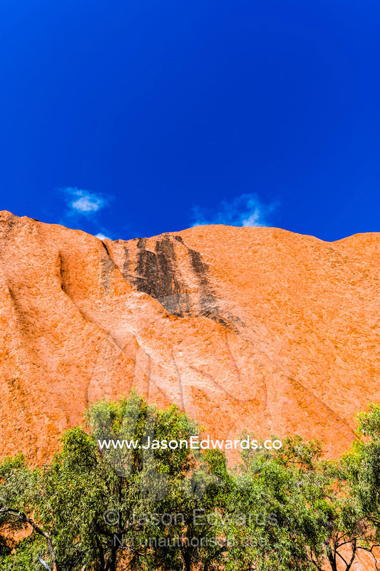 Desert Bloodwood trees, Corymbia Terminalis, growing at the base of Uluru to capture rain runoff. Uluru Kata Tjuta National Park, Northern Territory, Australia.
