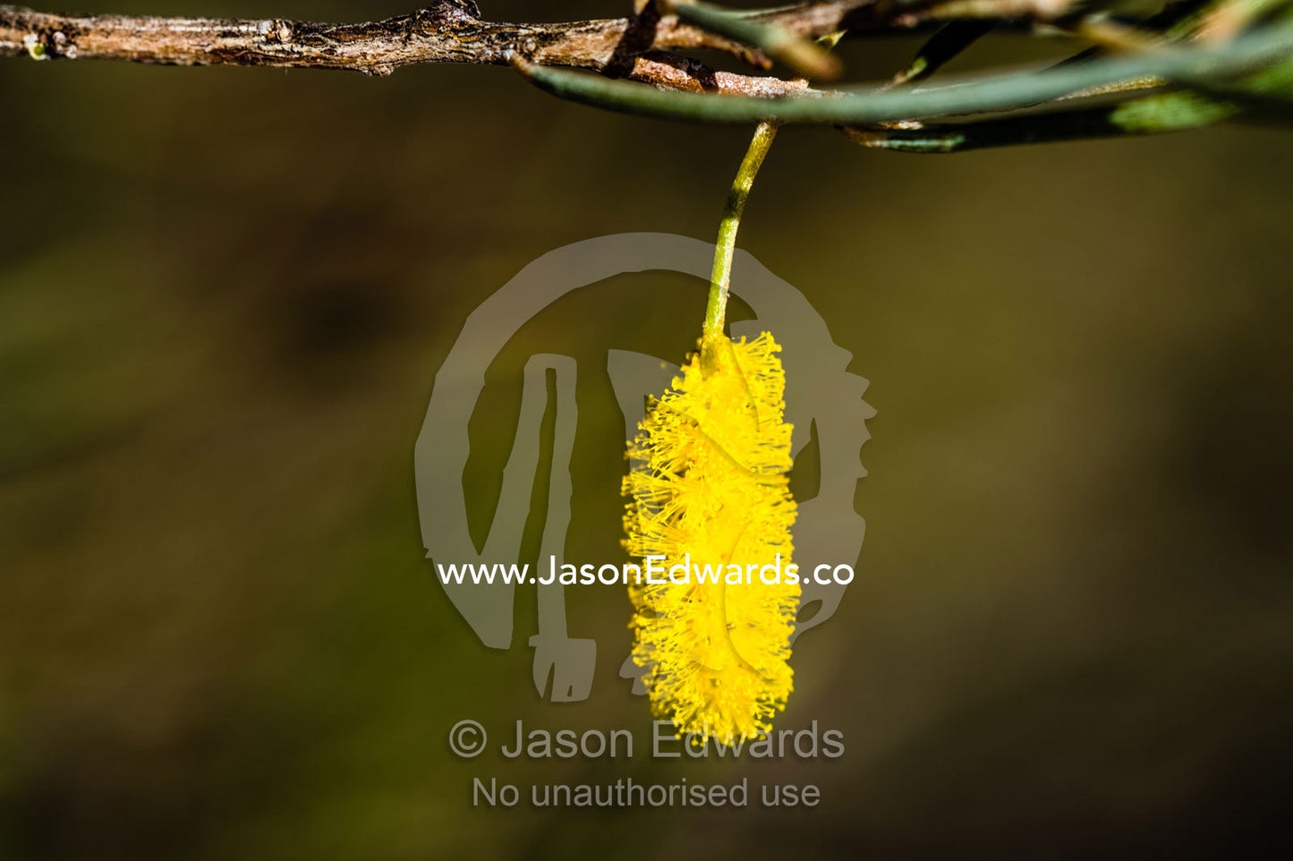 The bright yellow Acacia aneura flower of the True Mulga tree blossoms in the desert after rains. Uluru Kata Tjuta National Park, Northern Territory, Australia.
