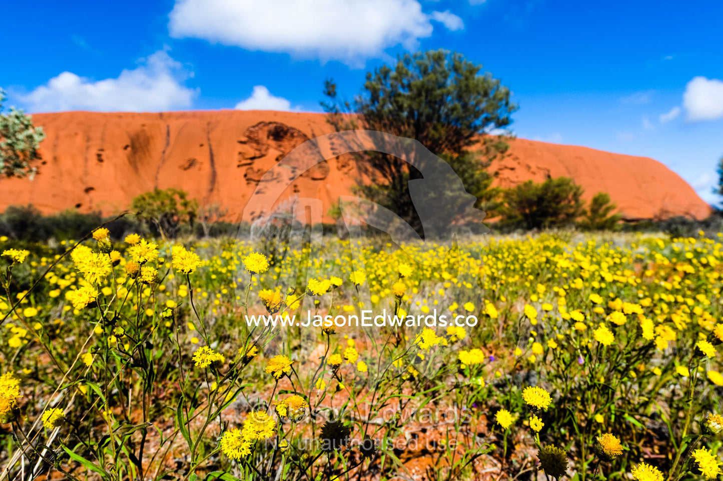 A field of yellow Schoenia ayersii flowers carpet the desert at the base of Uluru. Uluru Kata Tjuta National Park, Northern Territory, Australia.
