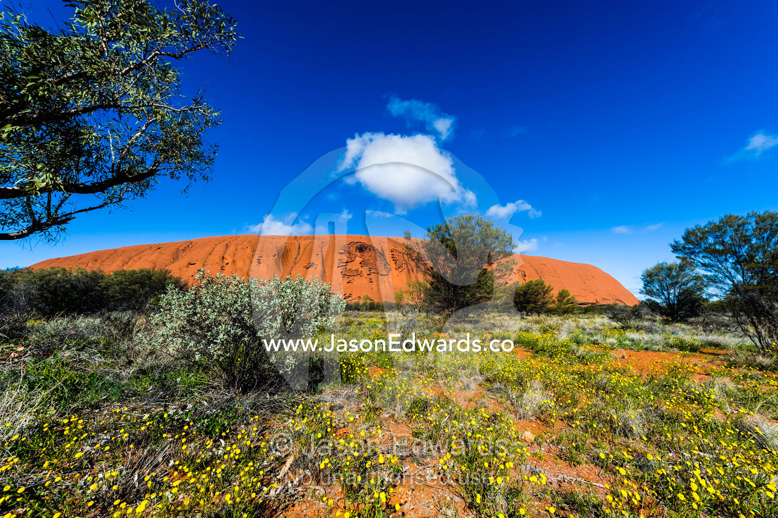 A field of yellow Schoenia ayersii flowers carpet the desert at the base of Uluru. Uluru Kata Tjuta National Park, Northern Territory, Australia.