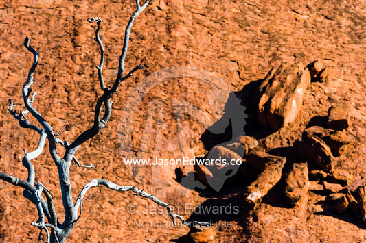 The stag of a dead skeletal tree is stark against the sandstone ochre rock of Uluru. Uluru Kata Tjuta National Park, Northern Territory, Australia.