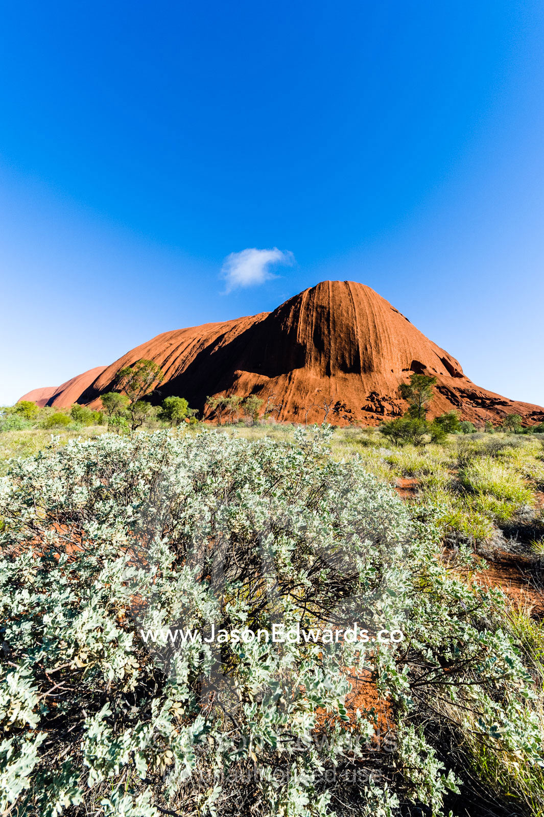A Silver Cassia flourishing in the desert near Uluru after winter rains. Uluru Kata Tjuta National Park, Northern Territory, Australia.
