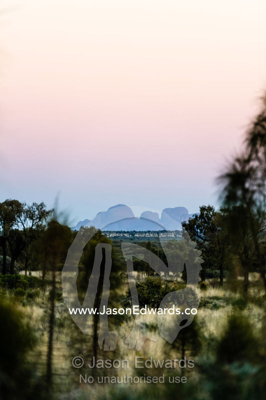 The sandstone domes of Kata Tjuta emerge through trees on the desert plain. Uluru Kata Tjuta National Park, Northern Territory, Australia.