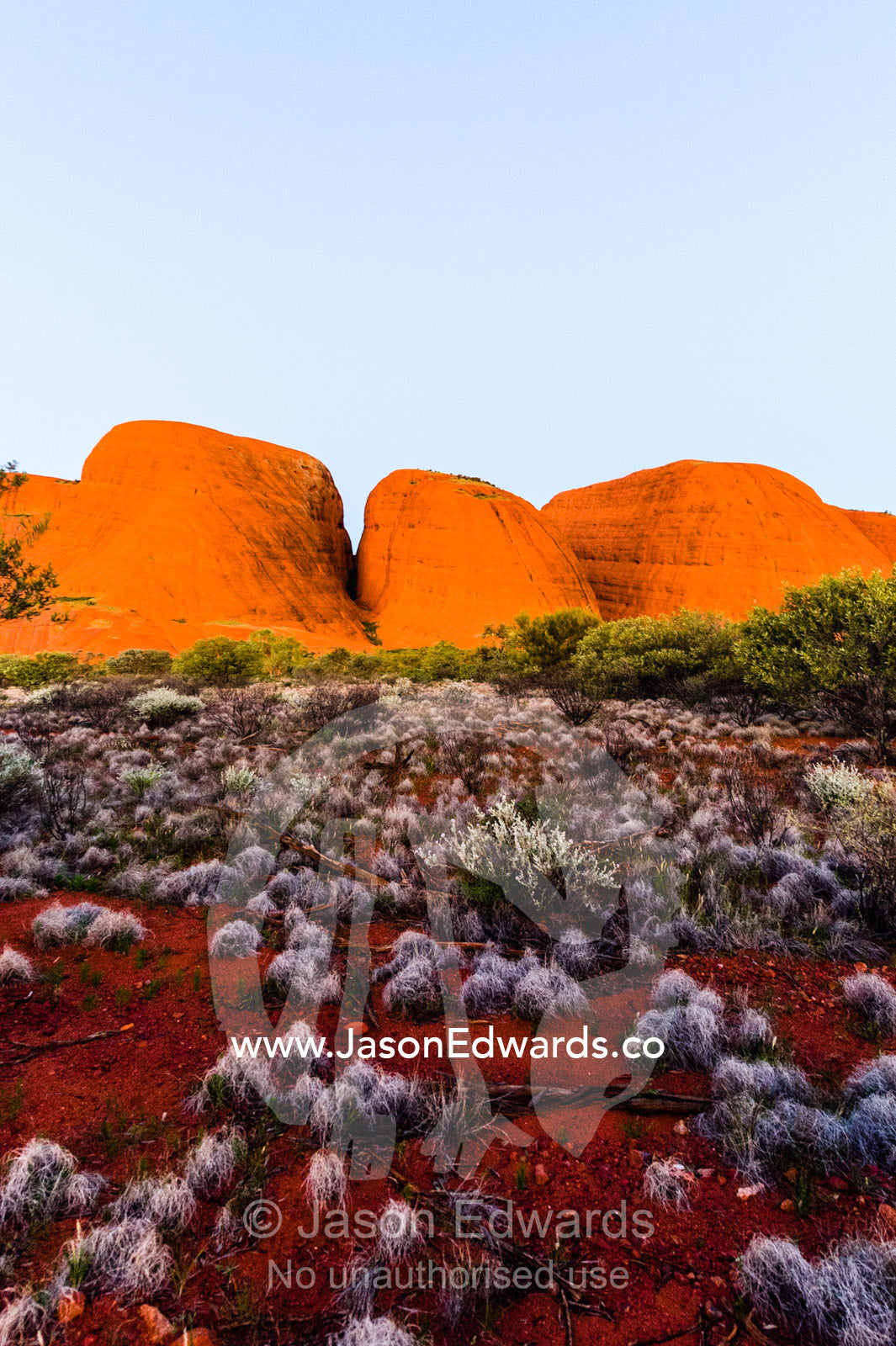 A row of Kata Tjuta stone domes rise from the spinifex grass desert plain at sunset. Uluru Kata Tjuta National Park, Northern Territory, Australia.