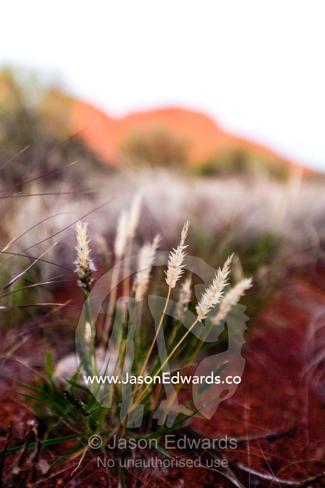 Limestone Bottlewasher Grass Enneapogon polyphyllus seeding on a red sand dune in the desert. Uluru Kata Tjuta National Park, Northern Territory, Australia.