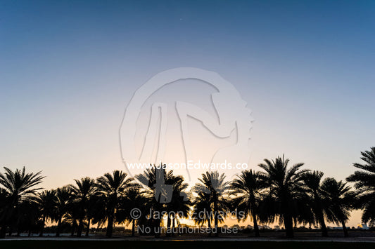 The silhouette of palm trees lining a boulevard at sunset. Sultan Qaboos Grand Mosque, Muscat, Sultanate of Oman.