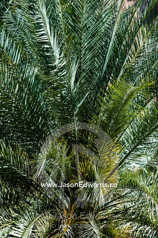 The spikey fronds of a date palm in a desert village plantation. Mibam, Wadi Tiwi, Sur Al Sharqiyah South Governorate, Sultanate of Oman.