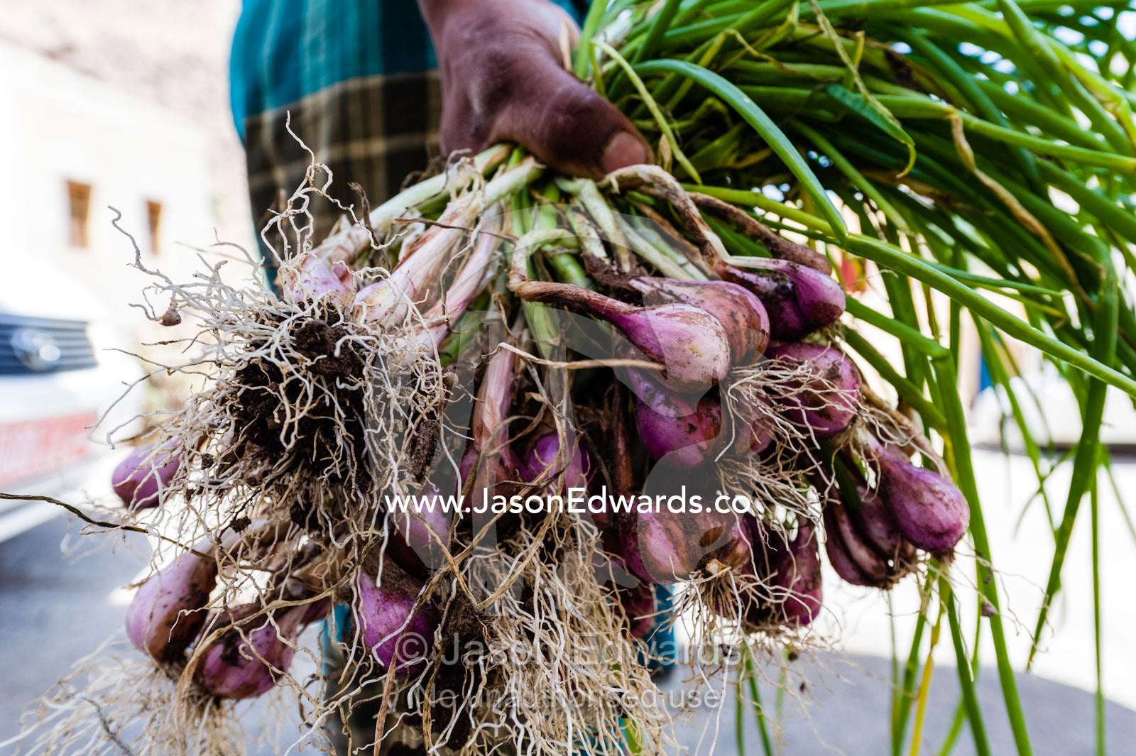 A man clasps a bunch of purple onions he has just harvested from the earth. Mibam, Wadi Tiwi, Sur Al Sharqiyah South Governorate, Sultanate of Oman.